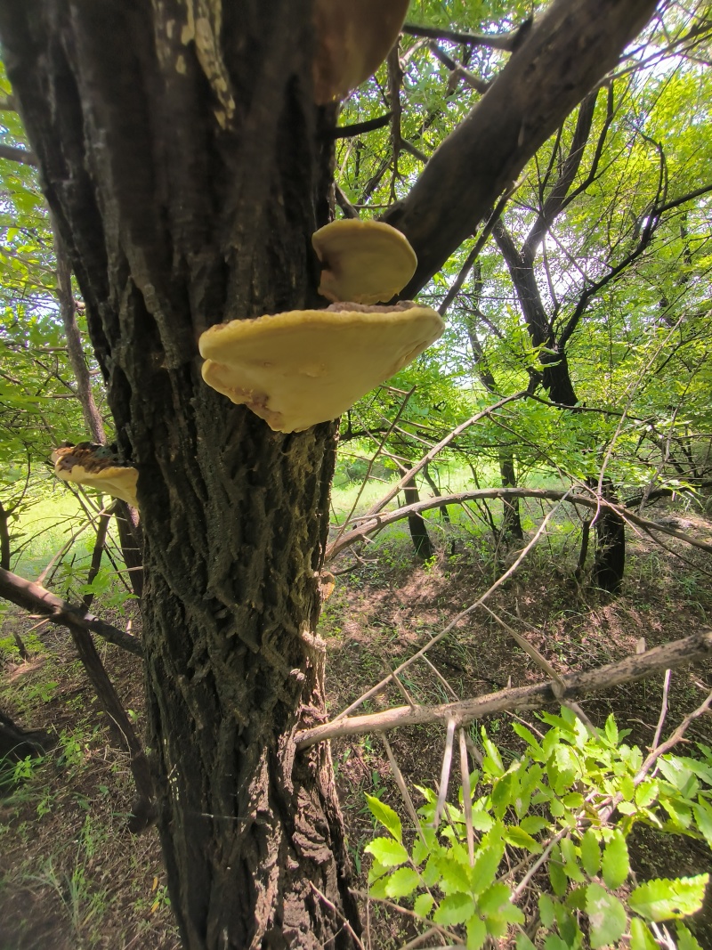 让桑黄山里红