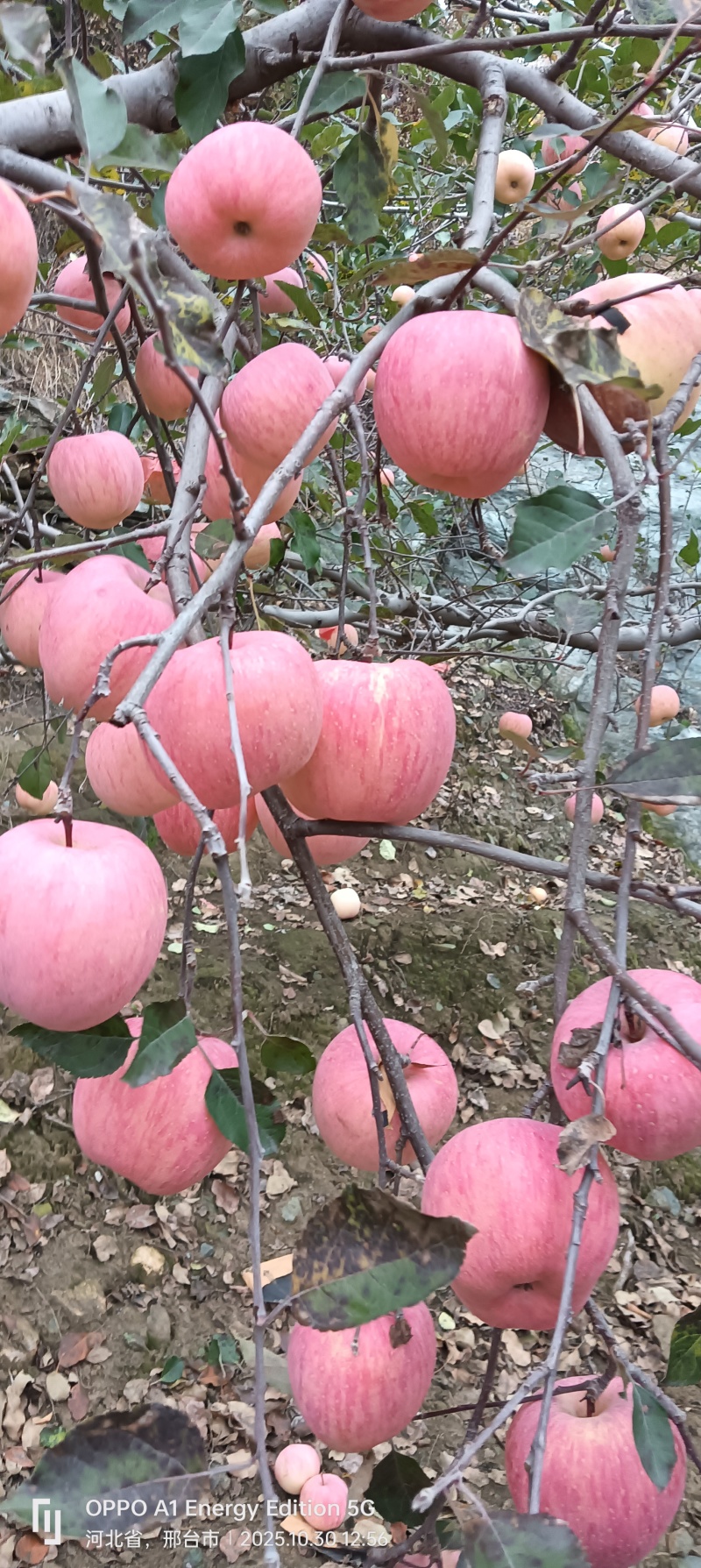 太行山云头山苹果