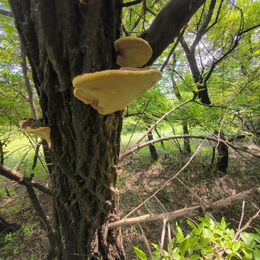 让桑黄山里红