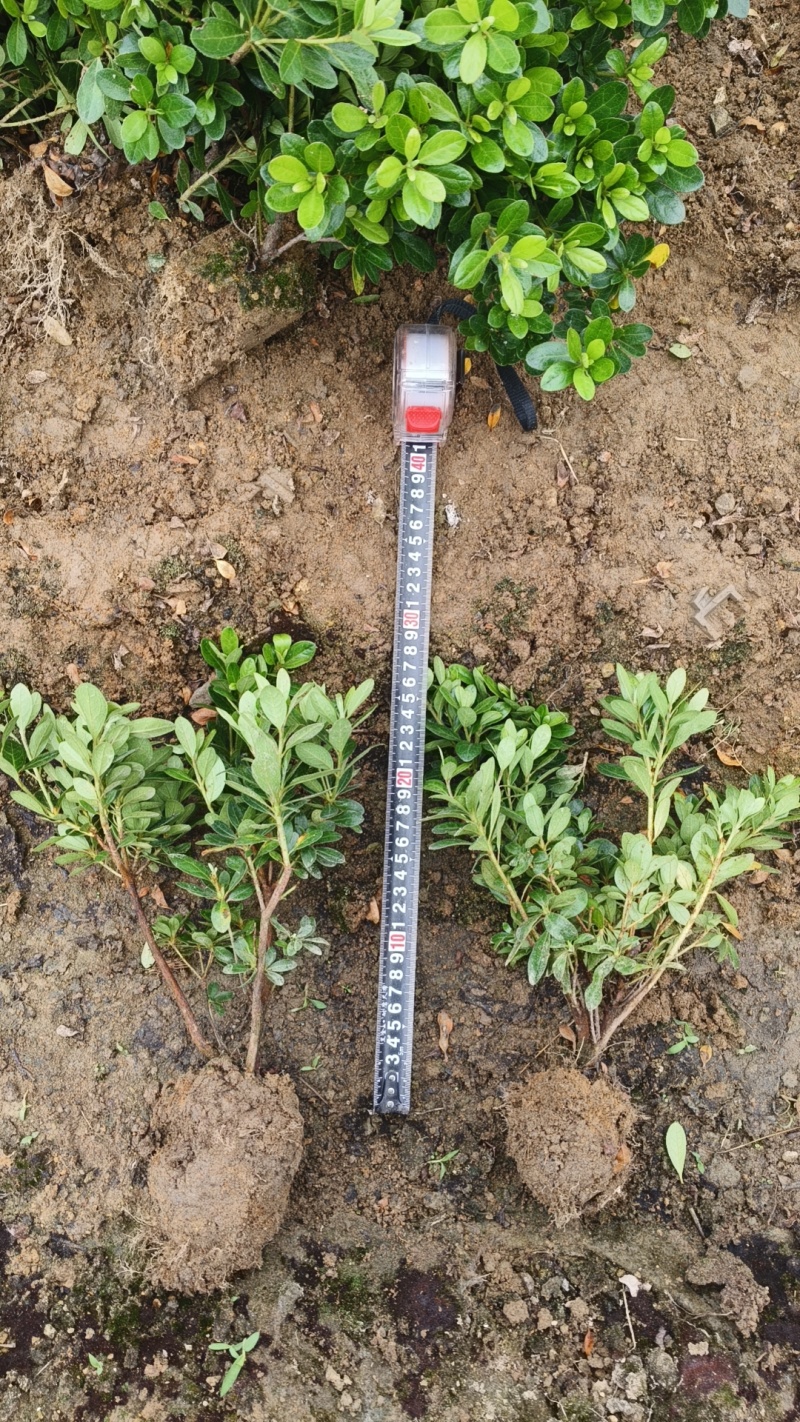 夏鹃夏天开花冬天叶子成紫色常用于别墅区和工地