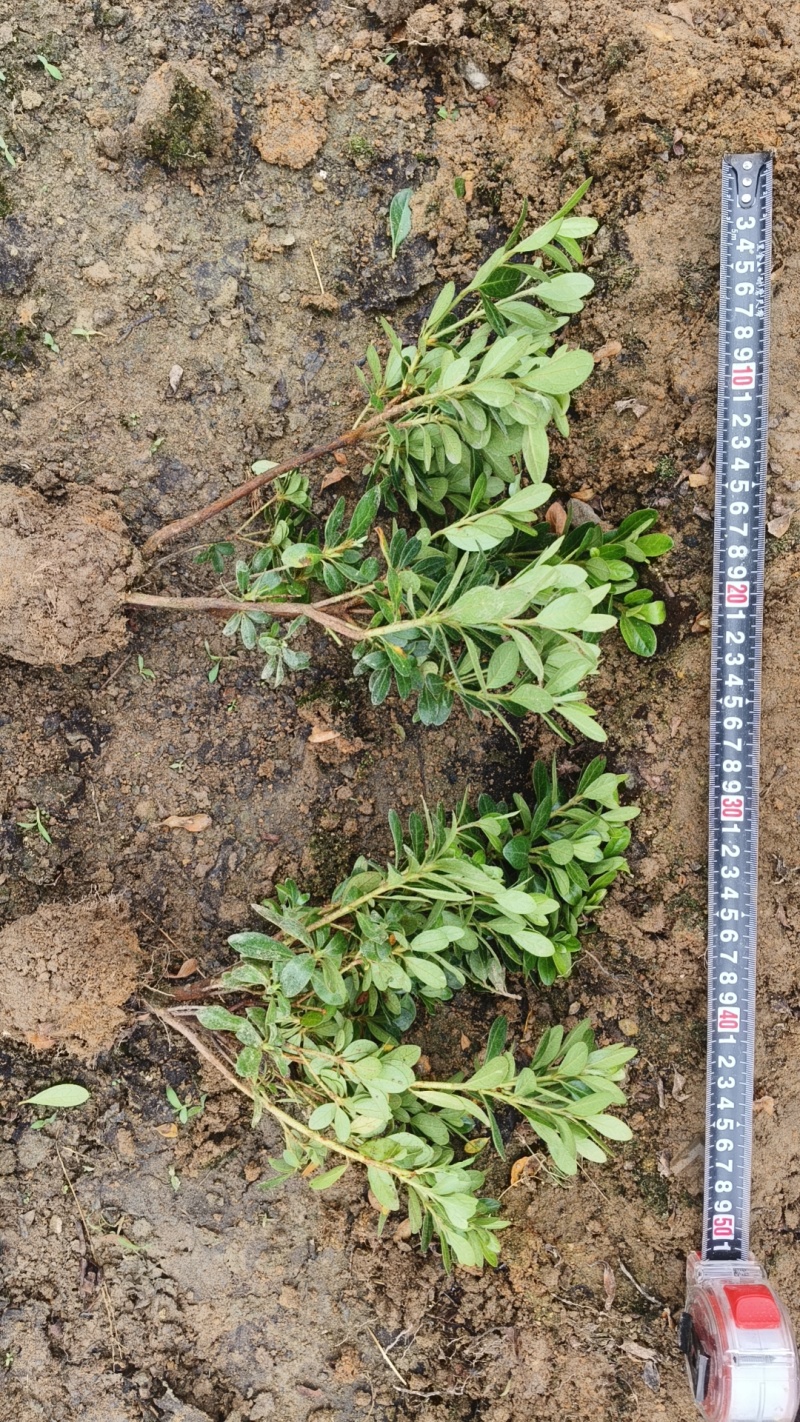 夏鹃夏天开花冬天叶子成紫色常用于别墅区和工地