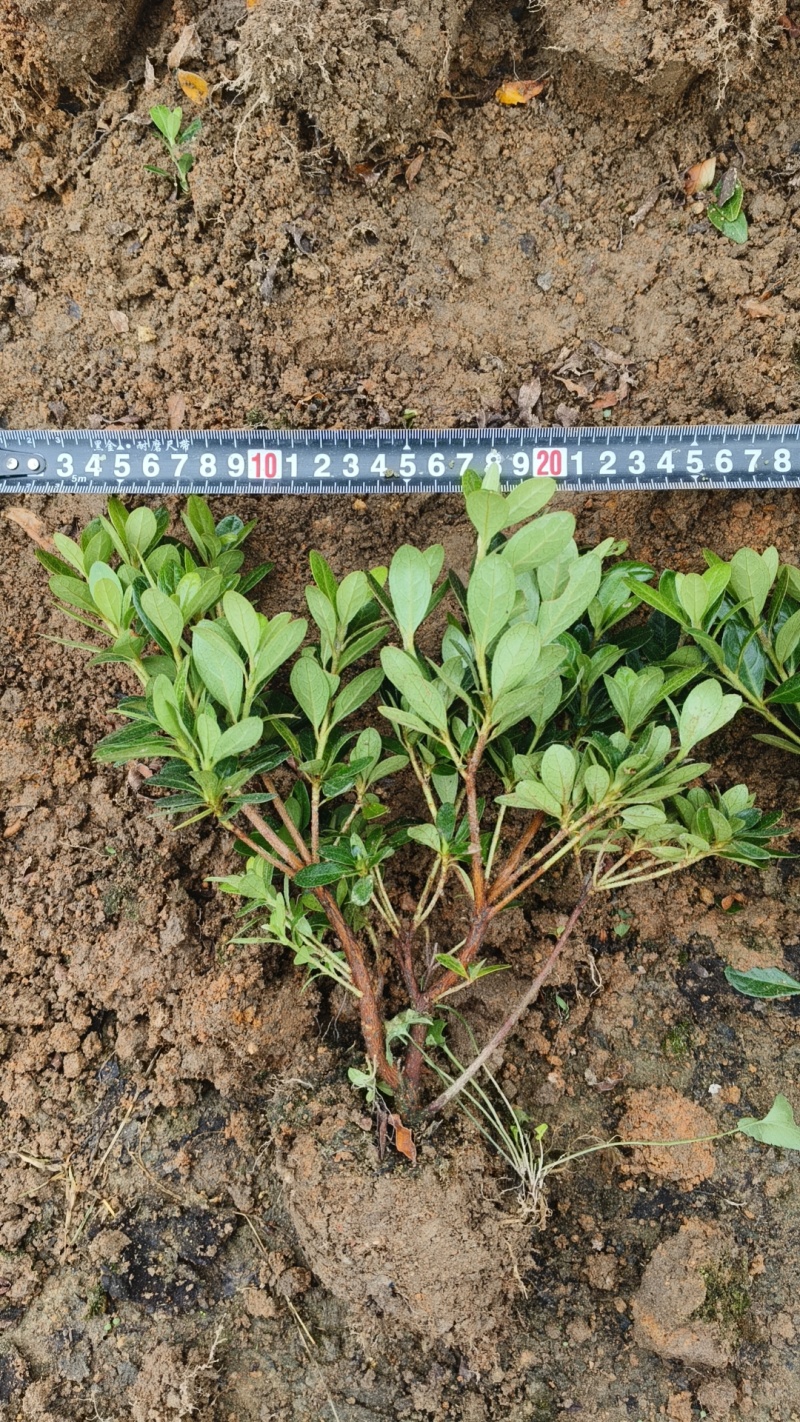 夏鹃夏天开花冬天叶子成紫色常用于别墅区和工地