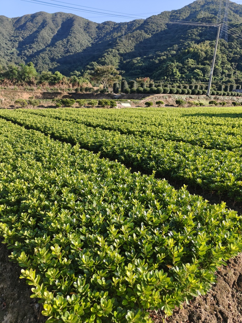 夏鹃夏天开花冬天叶子成紫色常用于别墅区和工地