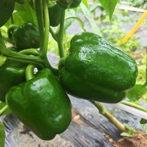 灯笼椒大菜椒七彩椒甜椒鲜辣椒价格随行就市