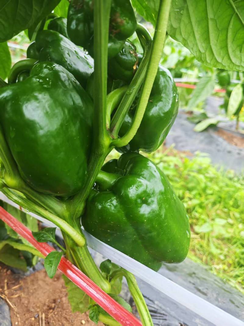 灯笼椒大菜椒七彩椒甜椒鲜辣椒价格随行就市