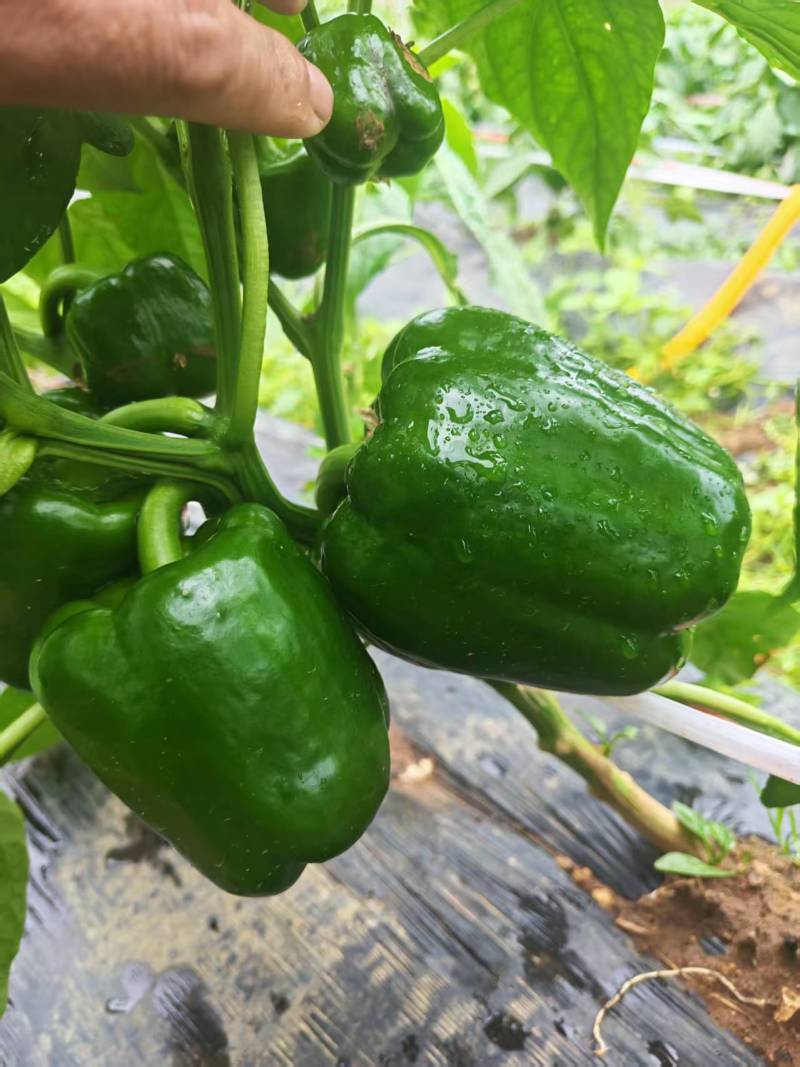 灯笼椒大菜椒七彩椒甜椒鲜辣椒价格随行就市