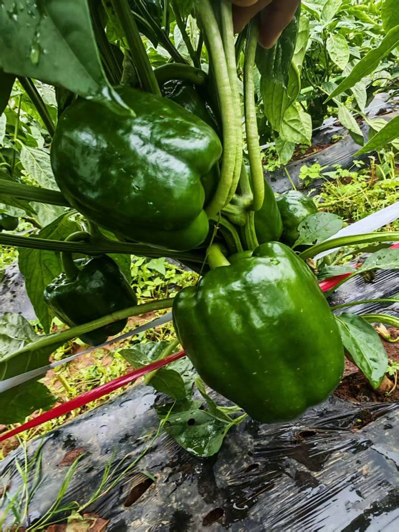 灯笼椒大菜椒七彩椒甜椒鲜辣椒价格随行就市