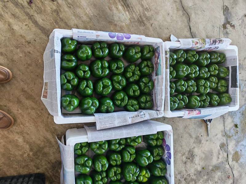 灯笼椒大菜椒七彩椒甜椒鲜辣椒价格随行就市