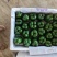 灯笼椒大菜椒七彩椒甜椒鲜辣椒价格随行就市