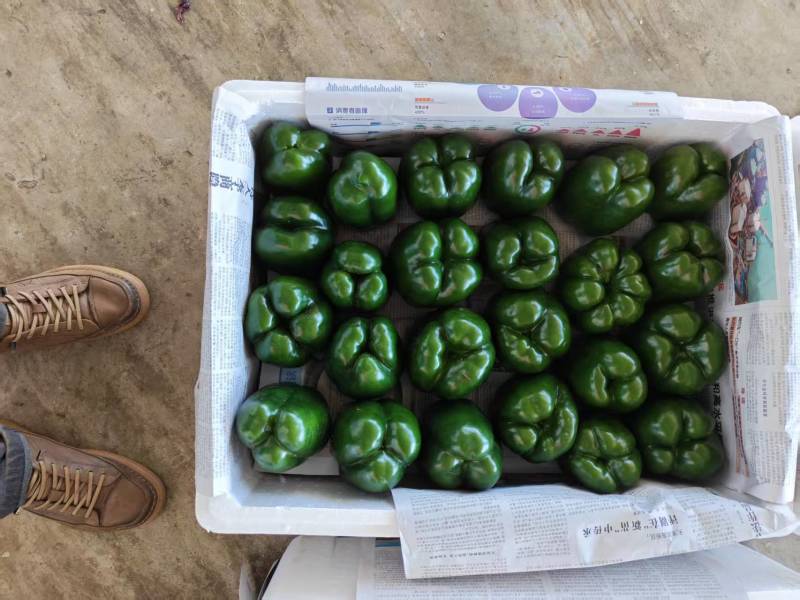 灯笼椒大菜椒七彩椒甜椒鲜辣椒价格随行就市