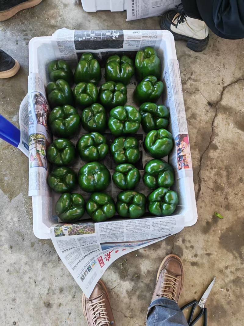 灯笼椒大菜椒七彩椒甜椒鲜辣椒价格随行就市