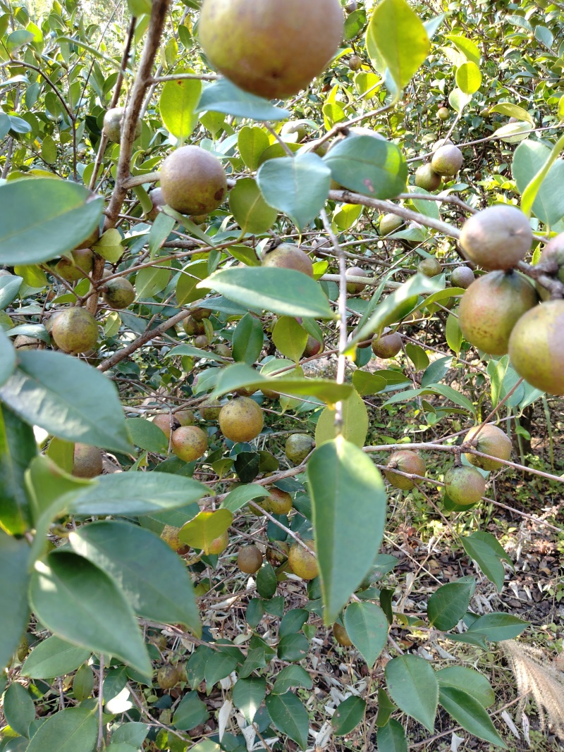 山茶果