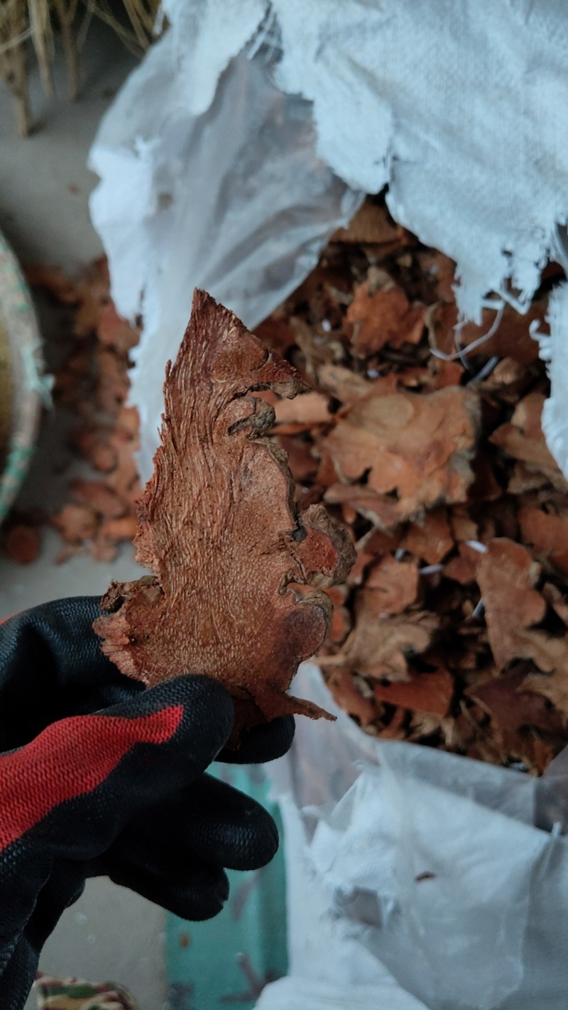 江西深山野生红肉金刚藤(菝葜)鲜货趁鲜切制干片，大货供应