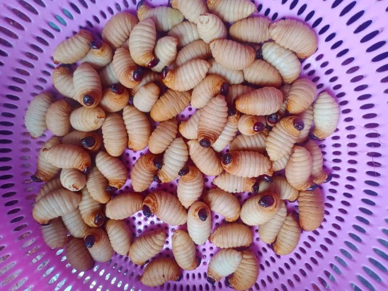 竹虫~药用，食用皆可（带徒弟）