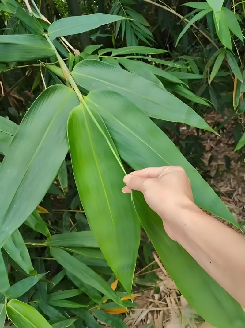 麻竹叶