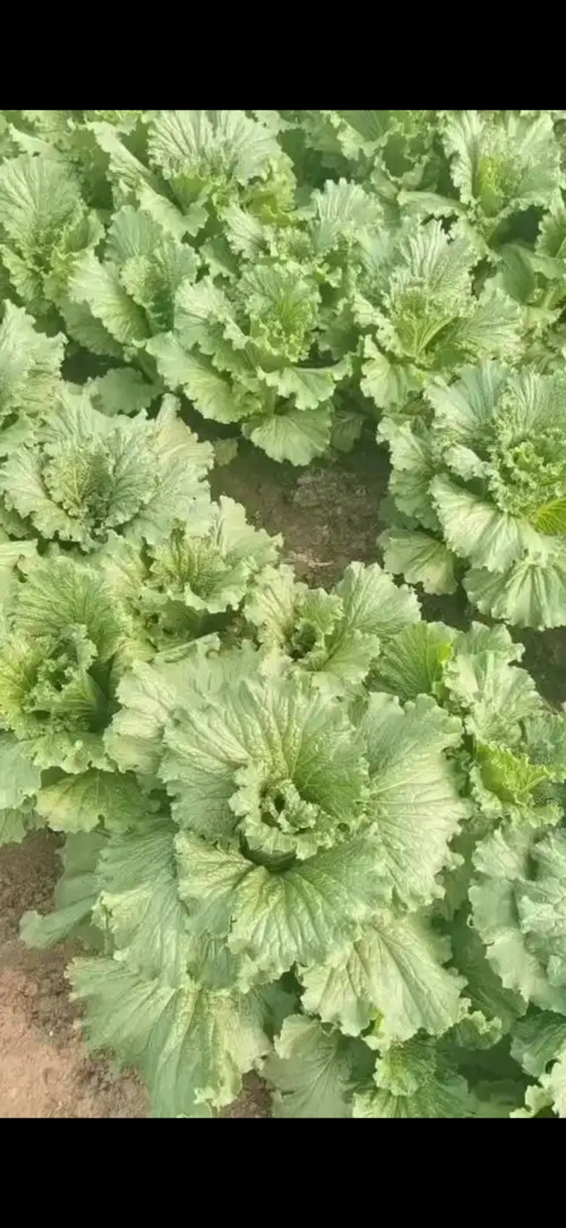 固安龙牙白菜上市产地距高速出口十分钟地里柏油路交通极便