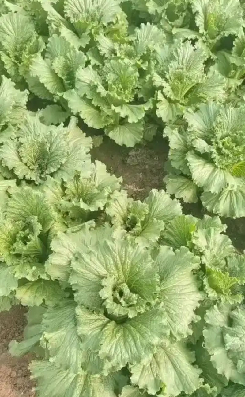 固安龙牙白菜上市产地距高速出口十分钟地里柏油路交通极便