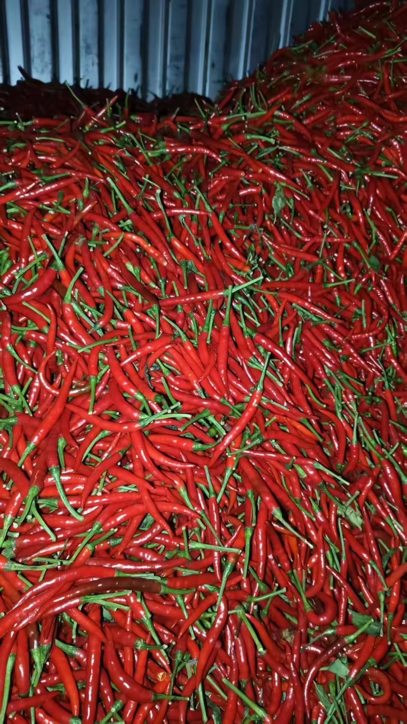 小米椒