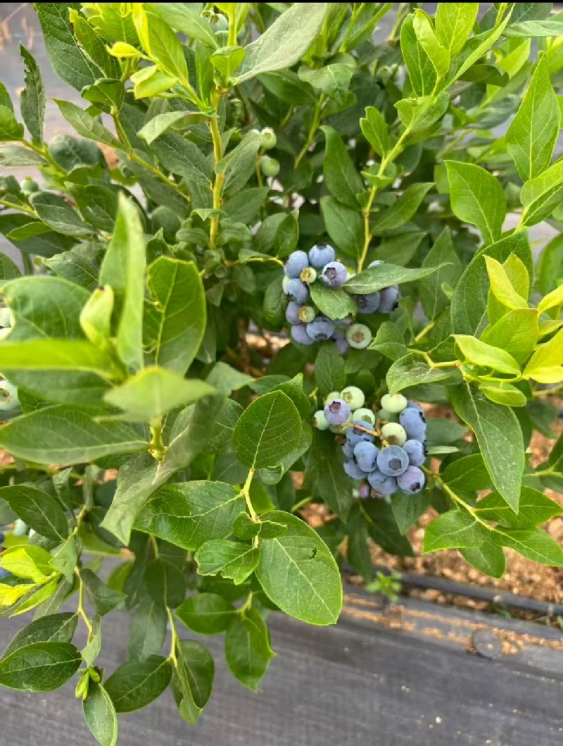 云南高山蓝莓，花香F6蓝莓，L25蓝莓，产地批发一件代发