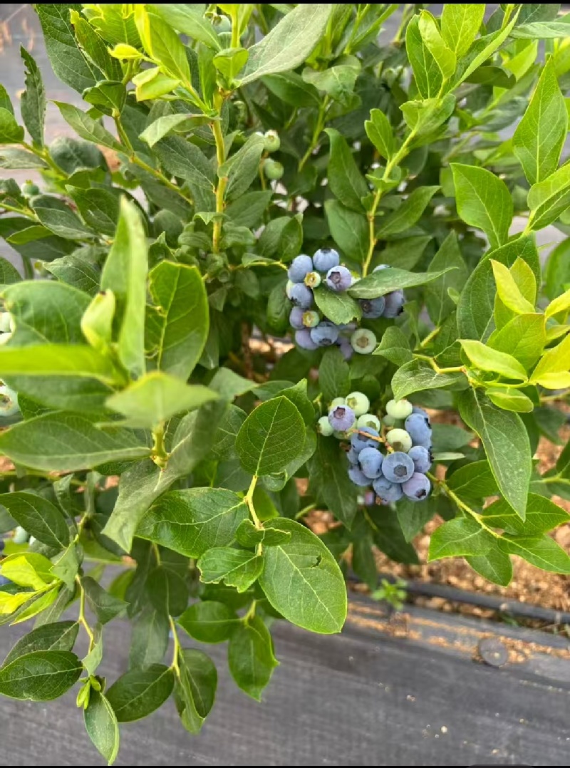 云南高山蓝莓，花香F6蓝莓，L25蓝莓，产地批发一件代发