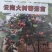 辣椒各种秧苗等