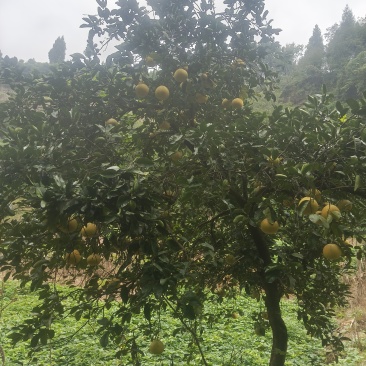 大量出售正宗重庆梁平柚