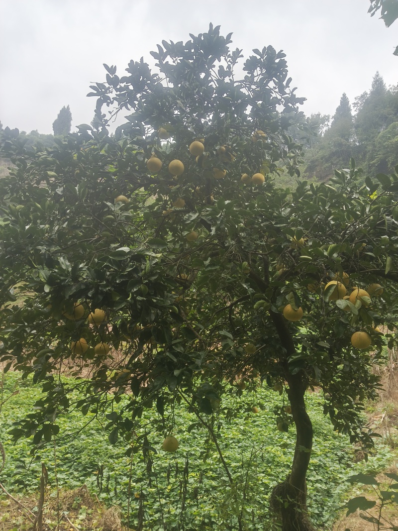 大量出售正宗重庆梁平柚