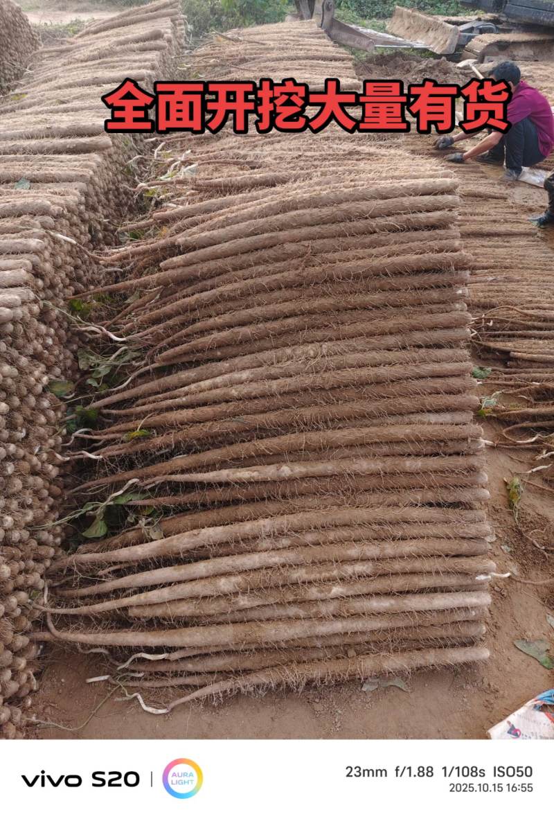 河南安阳双棒山药大量接单产地直发量大从优欢迎来电