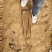 河南安阳双棒山药大量接单产地直发量大从优欢迎来电