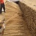 河南安阳双棒山药大量接单产地直发量大从优欢迎来电