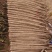 河南安阳双棒山药大量接单产地直发量大从优欢迎来电