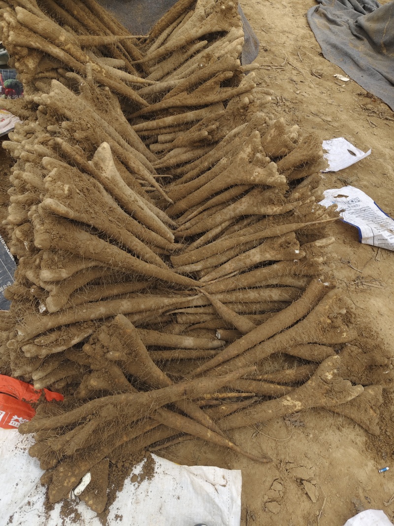 河南安阳双棒山药大量接单产地直发量大从优欢迎来电