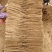 河南安阳双棒山药大量接单产地直发量大从优欢迎来电