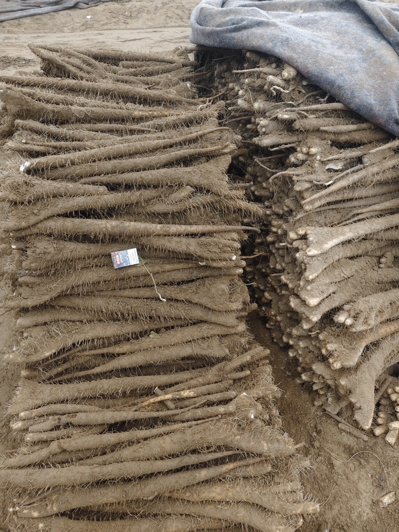 河南安阳双棒山药大量接单品质保证量大从优欢迎来电