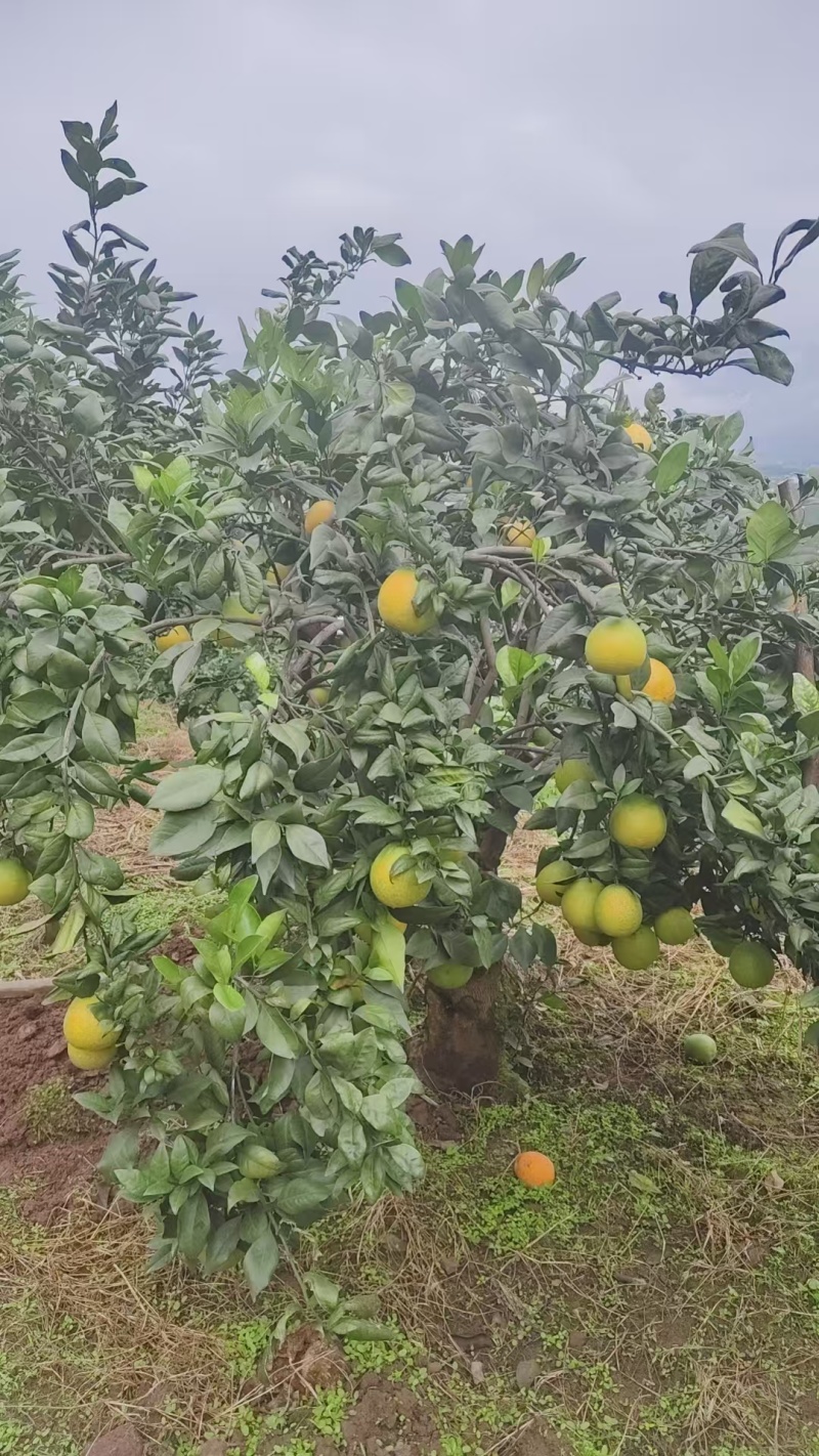 黄心脐橙产地一手货源，量大优惠对接市场电商平台可一件发