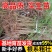 毛桃树苗桃树砧木包技术包活保品种,死苗包赔现挖现发基地