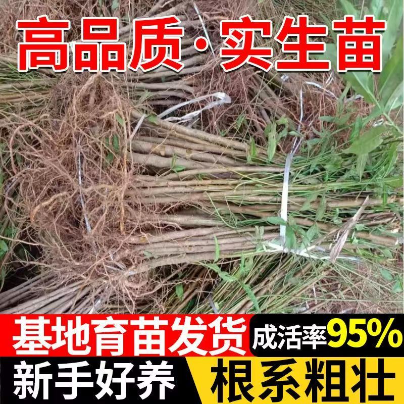 毛桃树苗桃树砧木包技术包活保品种，死苗包赔现挖现发基地