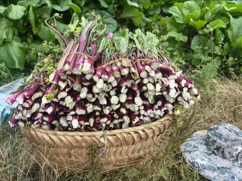 贵州红菜苔大量上市