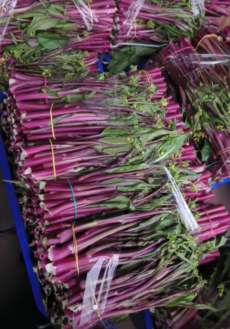 贵州红菜苔大量上市