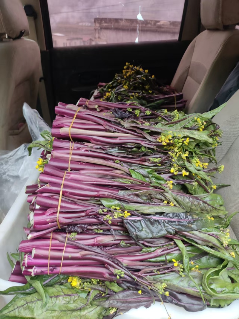 贵州红菜苔大量上市
