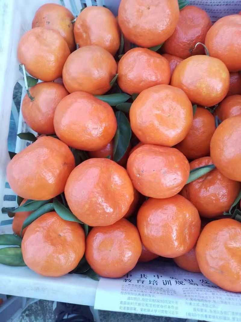 重庆市万州区太古镇古红桔，产地直发，代收代卖。