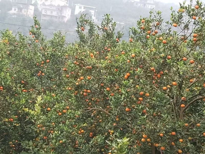 重庆市万州区太古镇古红桔，产地直发，代收代卖。