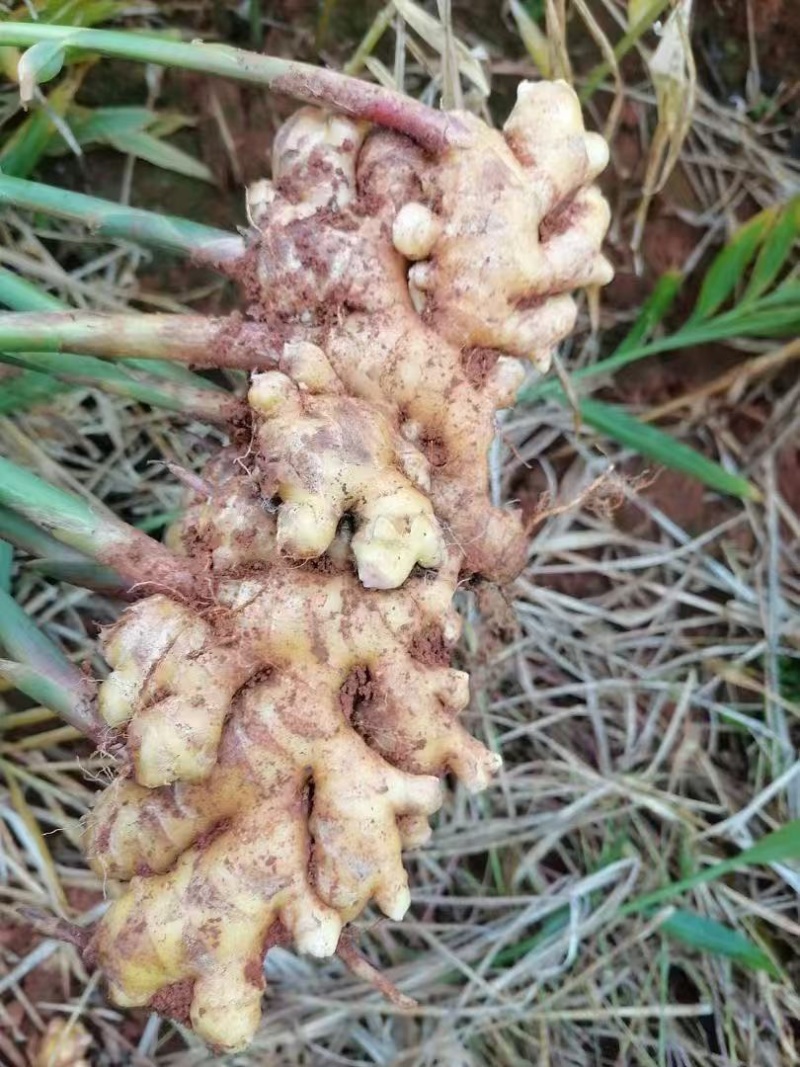 云南红河小黄姜，产地直发，品质保证，量大从优