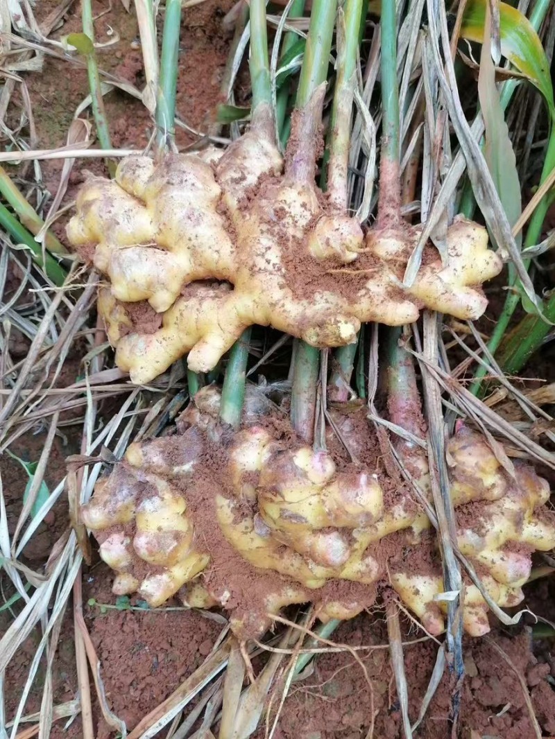 云南红河小黄姜，产地直发，品质保证，量大从优