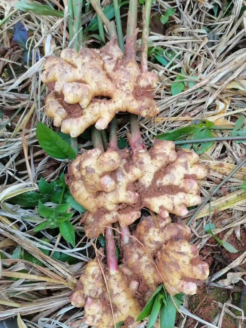 云南红河小黄姜，产地直发，品质保证，量大从优