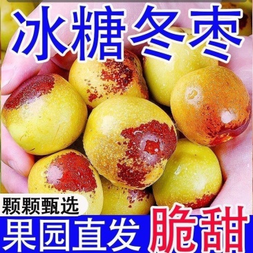河北沧州冬枣/产区直发/大量现货/支持一件代发