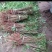 毛桃树苗桃树砧木包技术包活保品种,死苗包赔现挖现发基地