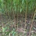 毛桃树苗桃树砧木包技术包活保品种,死苗包赔现挖现发基地