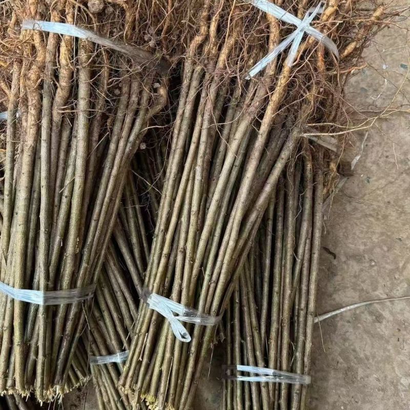 毛桃树苗桃树砧木包技术包活保品种，死苗包赔现挖现发基地