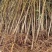 毛桃树苗桃树砧木包技术包活保品种,死苗包赔现挖现发基地